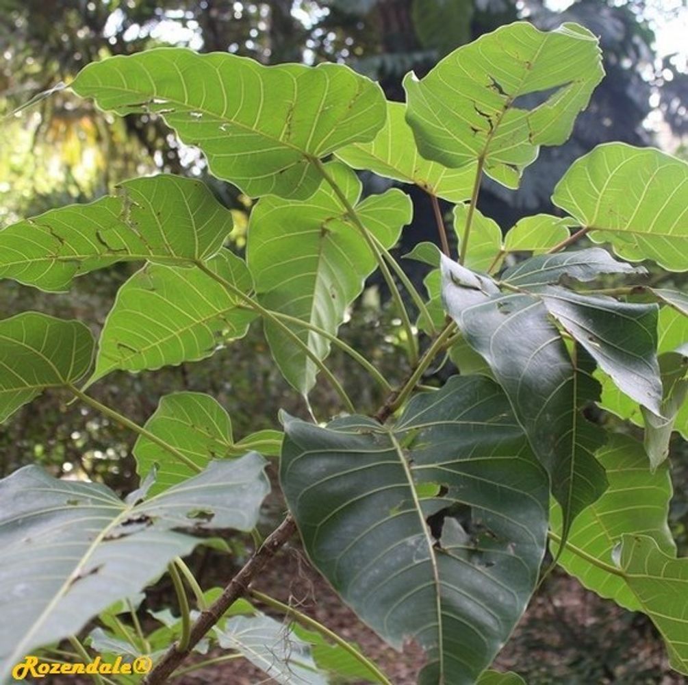 Detail image, , Harry P Leu Gardens, United States, 2016-11-15, Ficus arnottiana - Indian rock fig