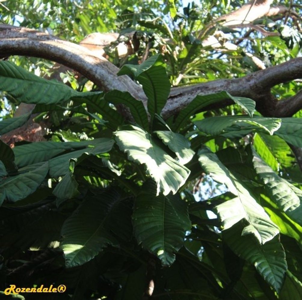Detail image, , Coral Gables, United States, 2016-11-20, Grias cauliflora - Anchovy pear