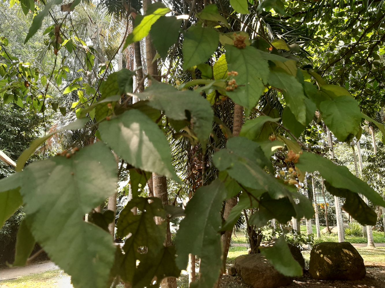 Detail image, , Saigon, Vietnam, 2020-03-17, Guazuma ulmifolia - Bastard cedar tree