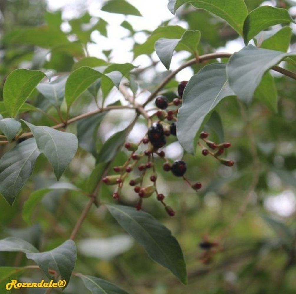 Detail image, , Harry P Leu Gardens, United States, 2016-11-15, Hamelia patens - Firebush