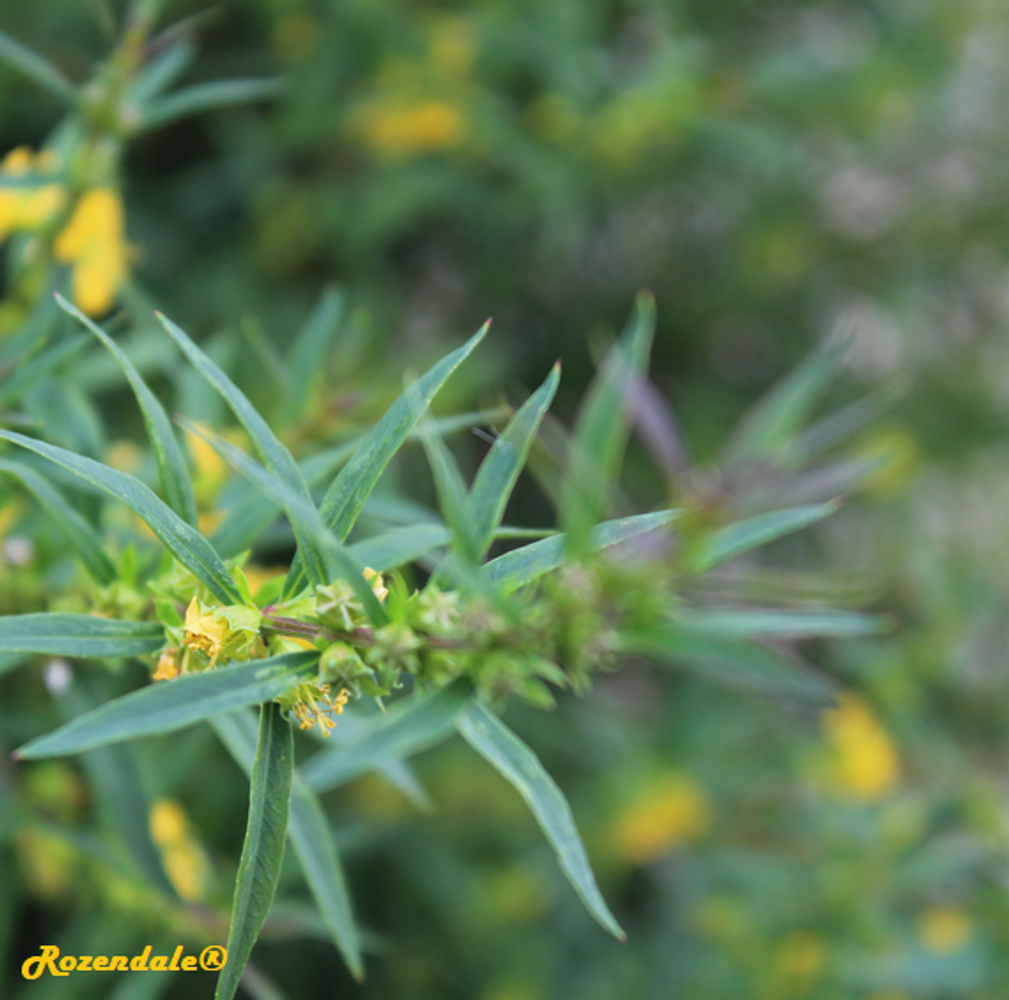 Detail image, , Utrecht, Netherlands, 2017-08-23, Heimia salicifolia - Shrubby yellowcrest