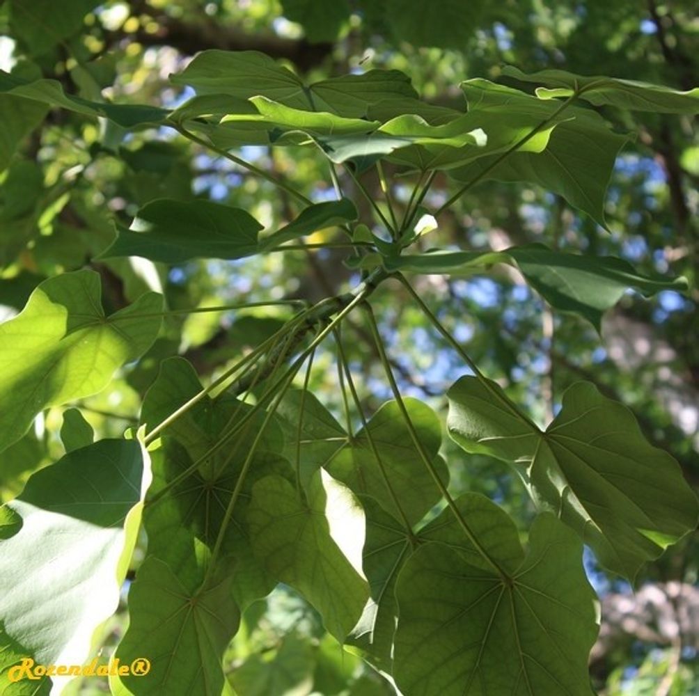 Detail image, , Coral Gables, United States, 2016-11-20, Hildegardia populifolia - Indian hildegardia