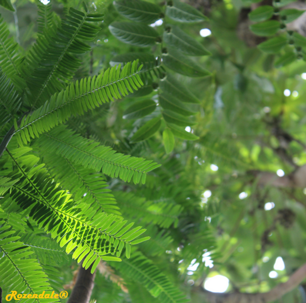 Detail image, , Utrecht, Netherlands, 2017-08-23, Holocalyx glaziovii - Ibira-pepe glaziovii