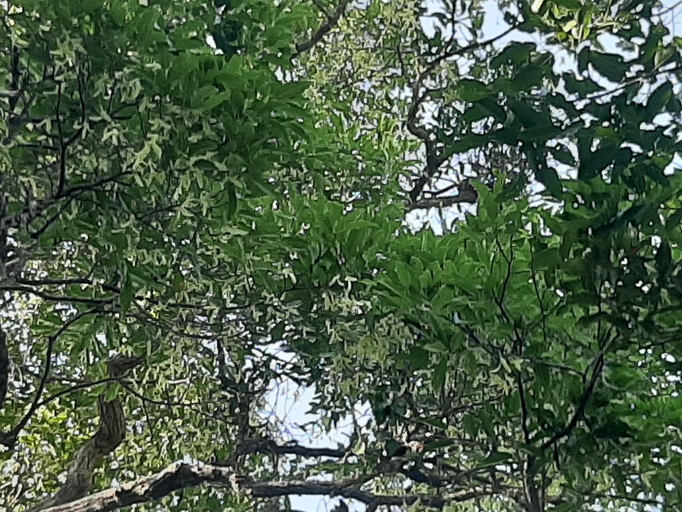 Detail image, , Long Hai, Vietnam, 2020-04-17, Hopea odorata - White thingan