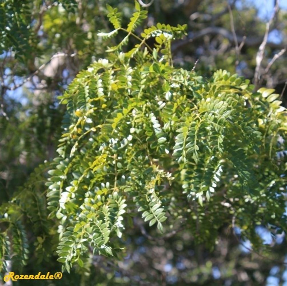 Detail image, , Coral Gables, United States, 2016-11-20, Jacaranda caerulea - Cancer tree