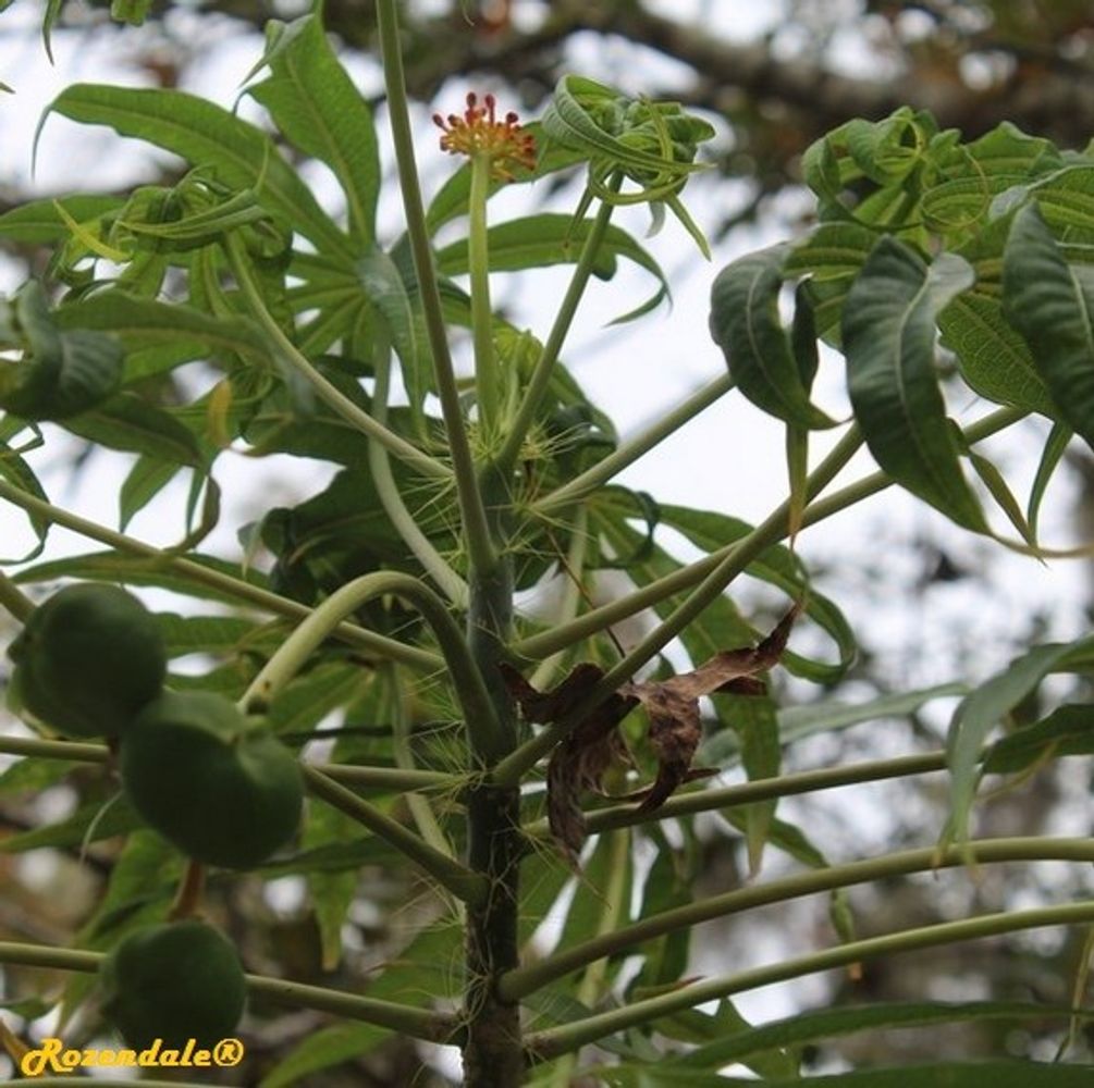 Detail image, , Harry P Leu Gardens, United States, 2016-11-15, Jatropha multifida - Coralbush