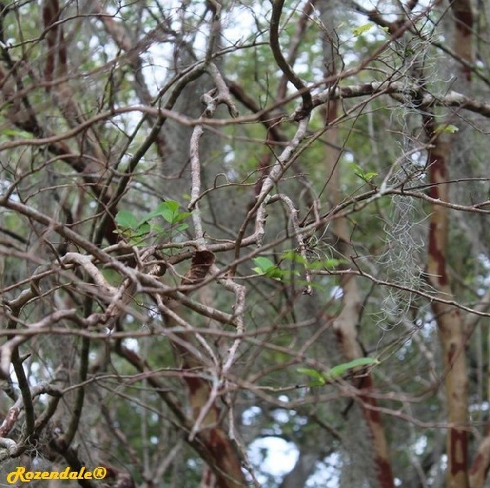 Detail image, , Harry P Leu Gardens, United States, 2016-11-15, Lagerstroemia indica x fauriei - Crepe myrtle
