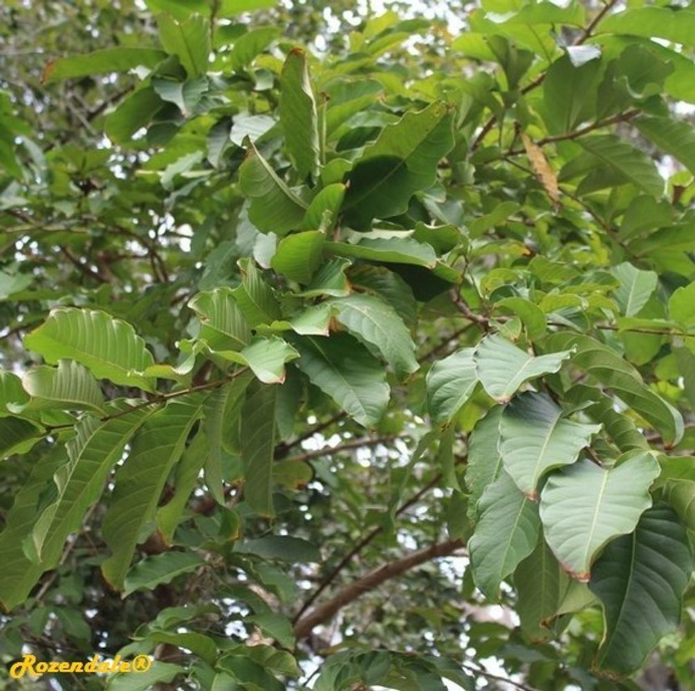Detail image, , Harry P Leu Gardens, United States, 2016-11-15, Lagerstroemia speciosa - Arjuna tree