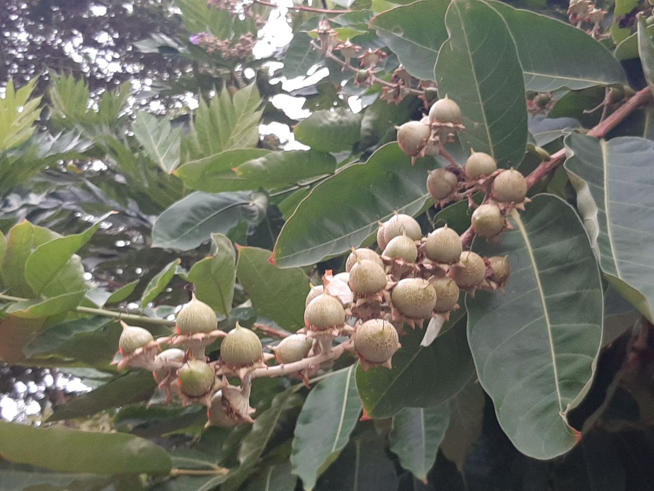 Detail image, Maarten Rozendale, Saigon, Vietnam, 2020-04-17, Lagerstroemia speciosa - Arjuna tree