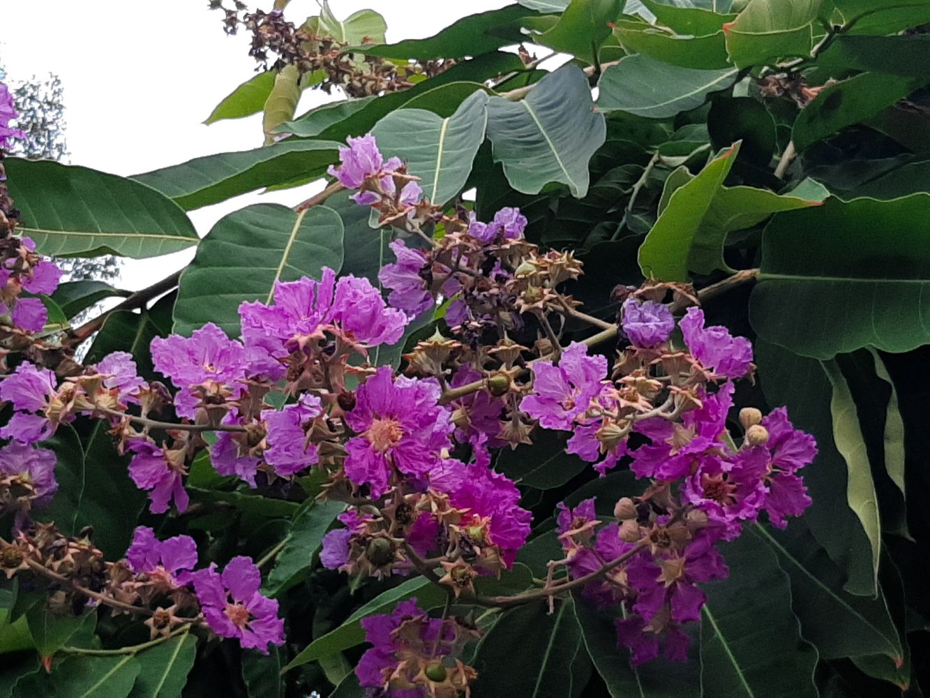 Detail image, Maarten Rozendale, Saigon, Vietnam, 2020-04-17, Lagerstroemia speciosa - Arjuna tree