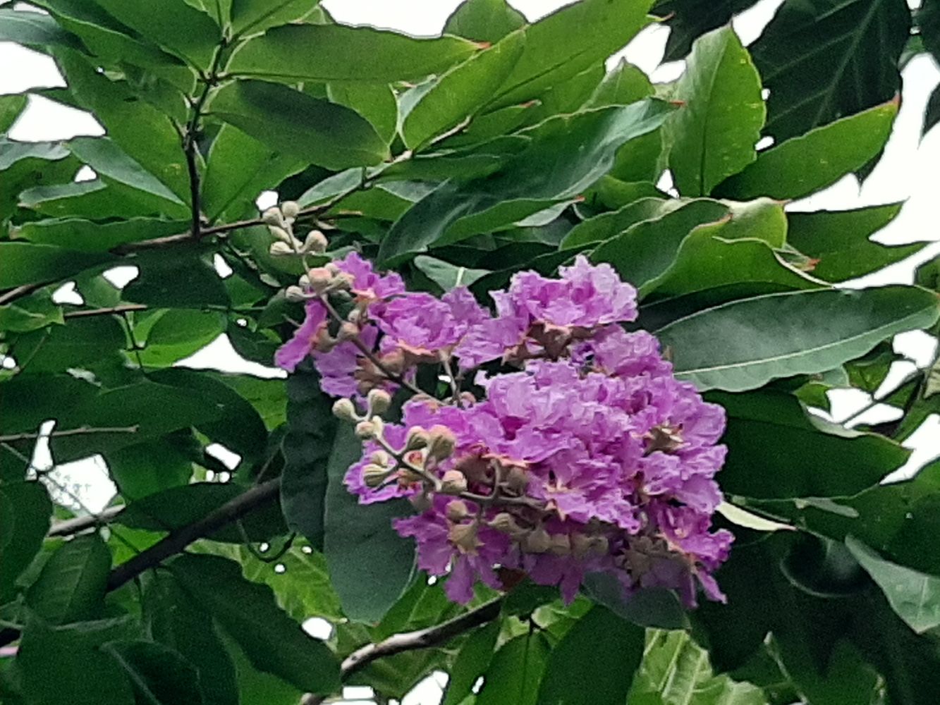 Detail image, Maarten Rozendale, Saigon, Vietnam, 2020-04-17, Lagerstroemia speciosa - Arjuna tree