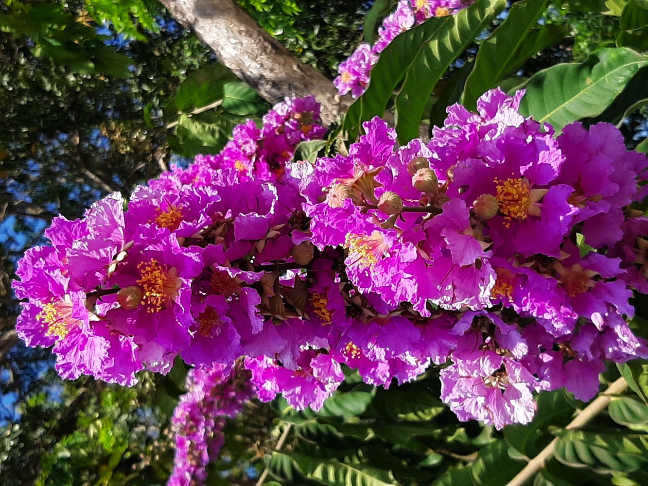Detail image, , Long Hai, Vietnam, 2020-04-17, Lagerstroemia speciosa - Arjuna tree