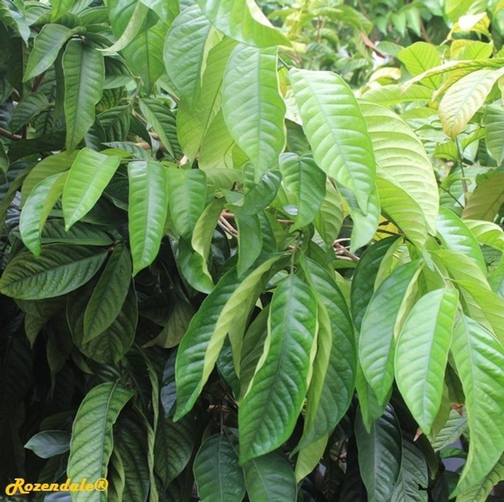 Detail image, , Coral Gables, United States, 2016-11-20, Lansium domesticum - Langsak tree