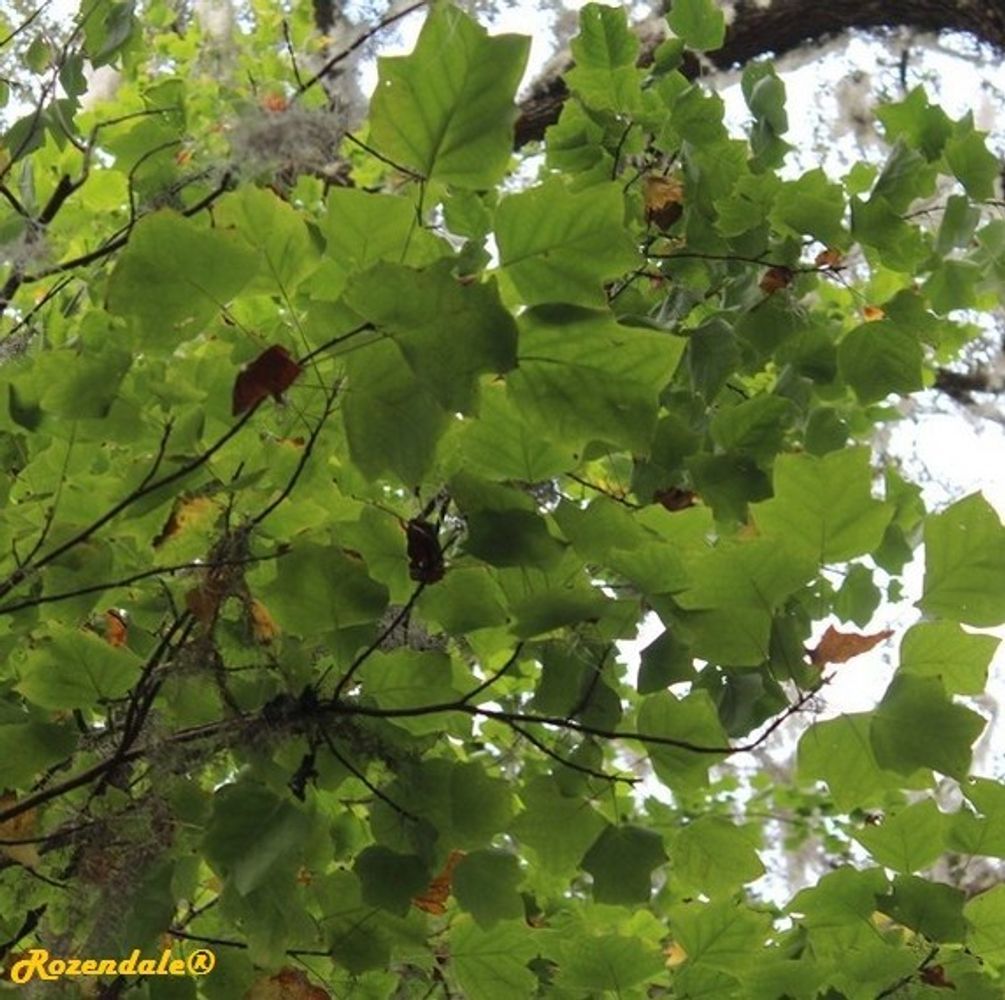 Detail image, , Harry P Leu Gardens, United States, 2016-11-15, Liriodendron tulipifera - American tulip