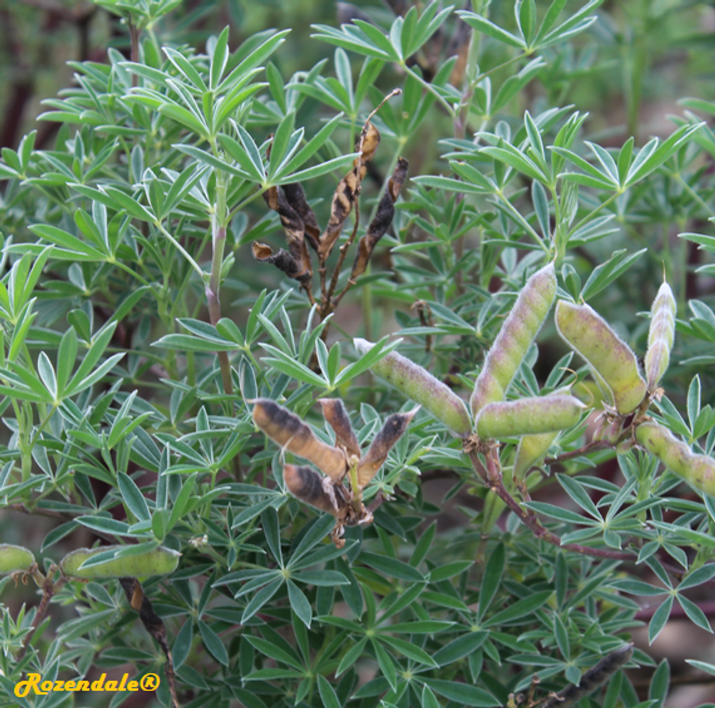 Detail image, , Sneek, Netherlands, 2011-09-07, Lupinus rivularis - Riverbank lupinus