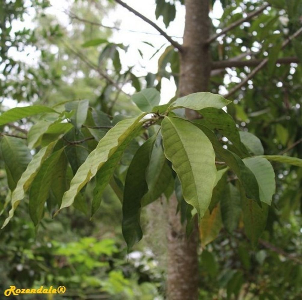 Detail image, , Harry P Leu Gardens, United States, 2016-11-15, Magnolia x alba - White champaca