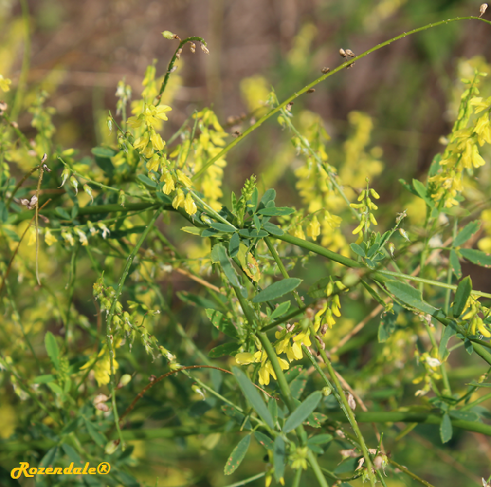 Detail image, , Utrecht, Netherlands, 2017-08-23, Melilotus officinalis - Yellow sweet clover