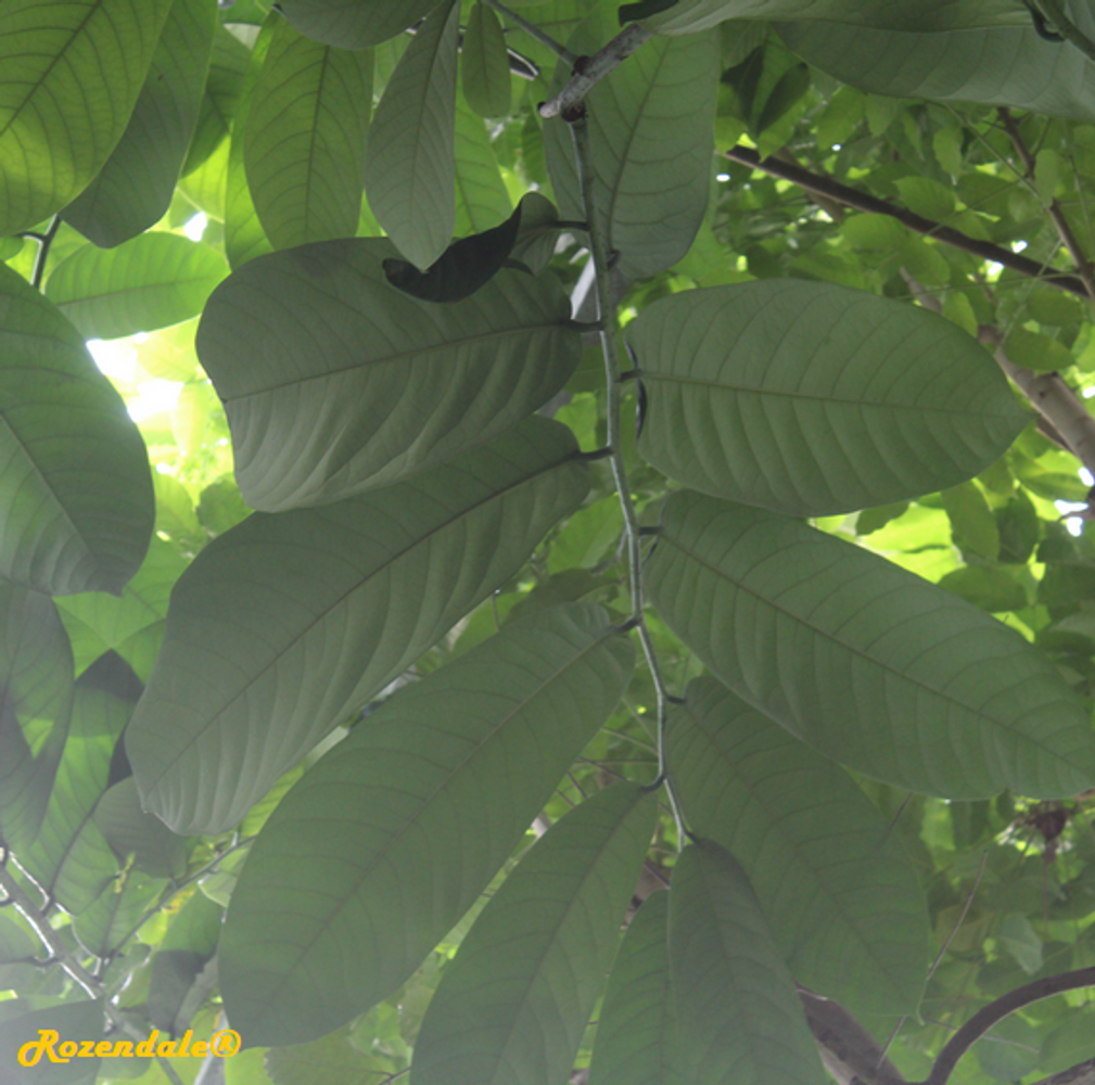 Detail image, , Utrecht, Netherlands, 2017-08-23, Monodora myristica - Calabash nutmeg