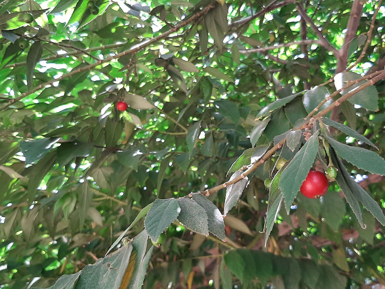 Detail image, , Saigon, Vietnam, 2020-04-16, Muntingia calabura - Kattilanthi