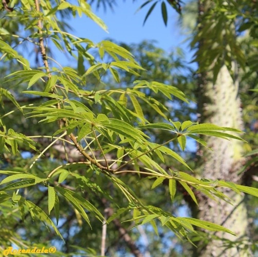 Detail image, , Coral Gables, United States, 2016-11-20, Neobuchia paulinae - Mapou
