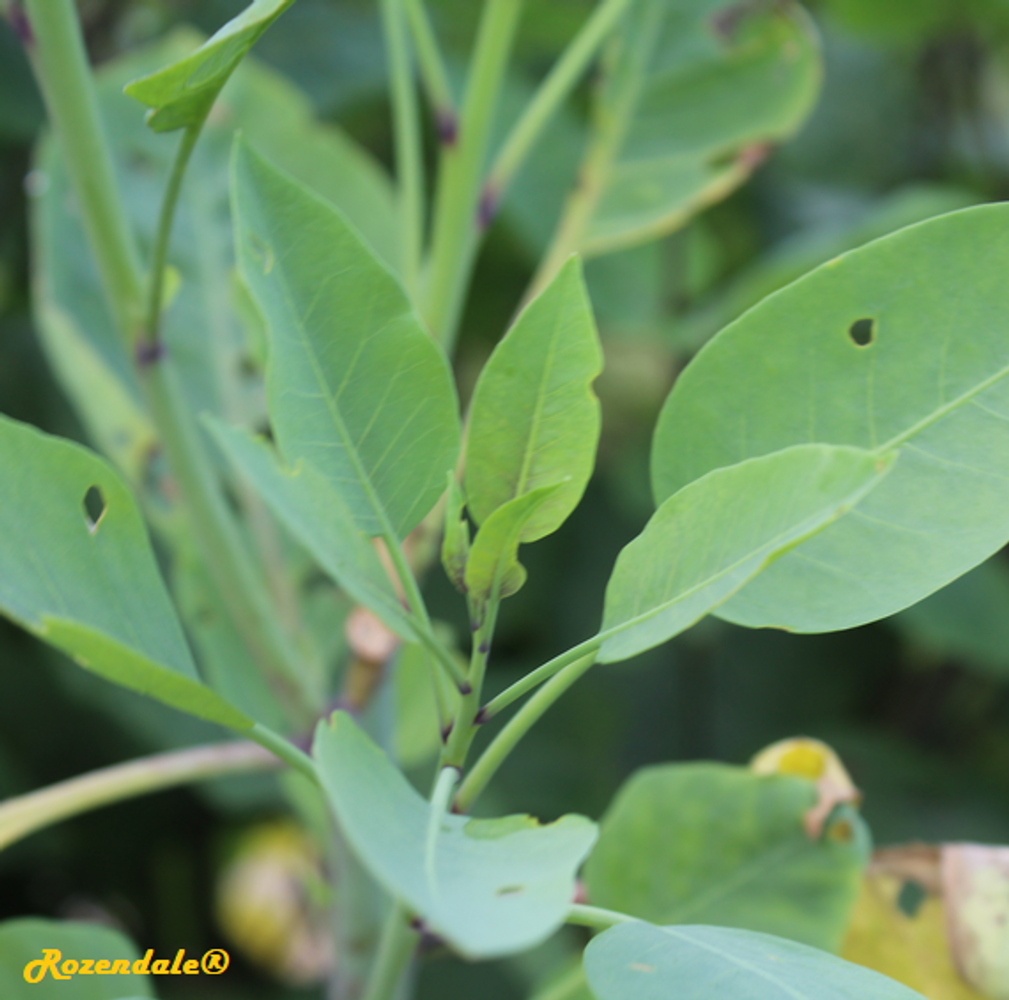 Detail image, , Utrecht, Netherlands, 2017-08-23, Nicotiana glauca - Wild tabaco