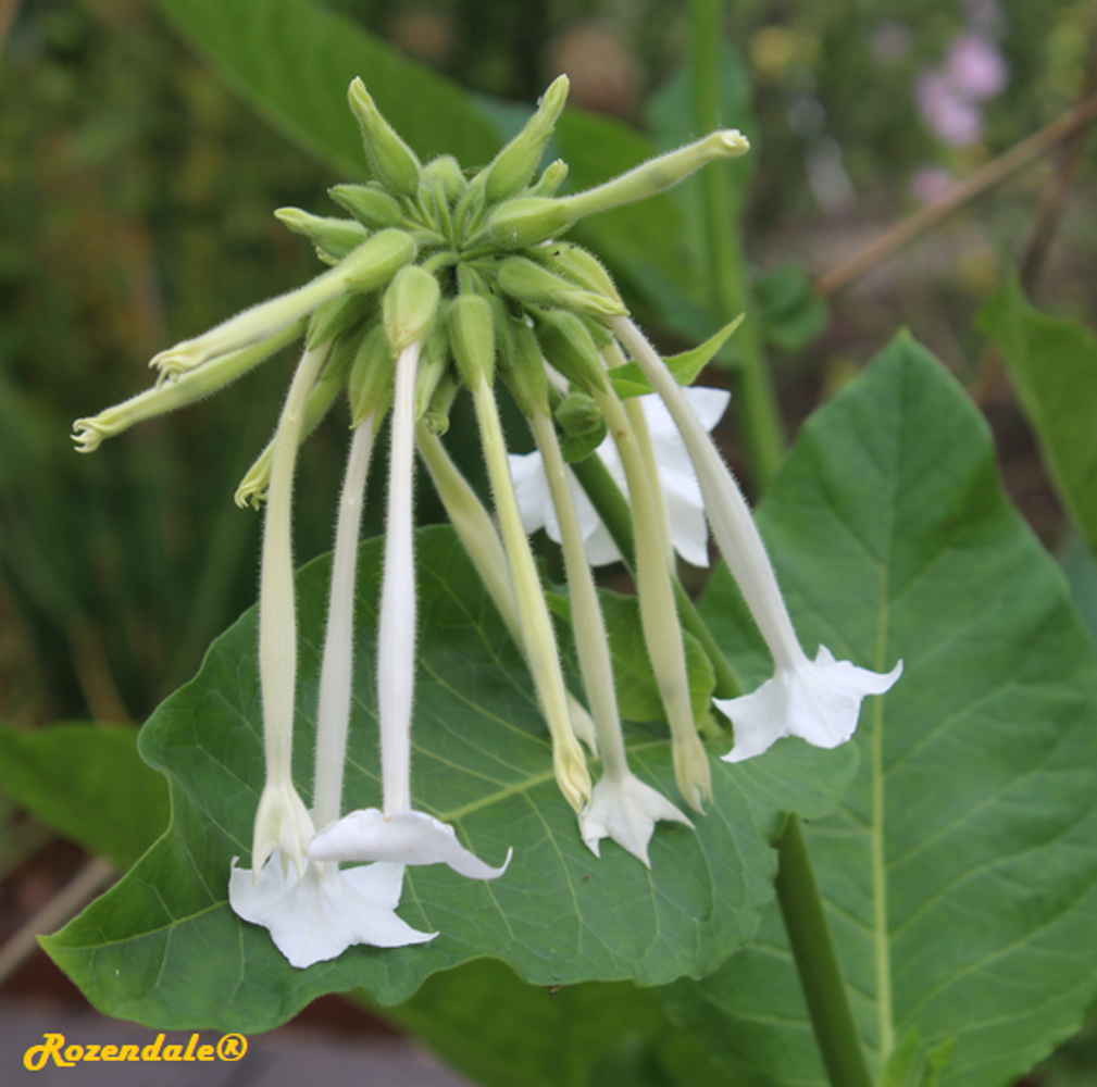 Detail image, , Utrecht, Netherlands, 2017-08-23, Nicotiana sylvestris - South American tobacco