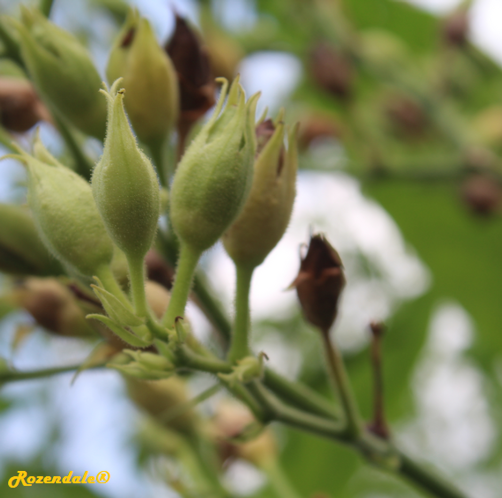 Detail image, , Utrecht, Netherlands, 2017-08-23, Nicotiana tabacum - Tobacco