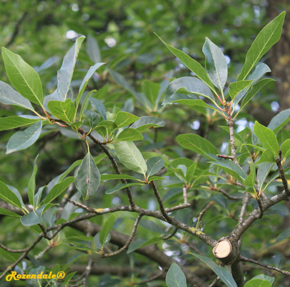 Detail image, , Utrecht, Netherlands, 2017-08-23, Nyssa sylvatica - Black tupelo