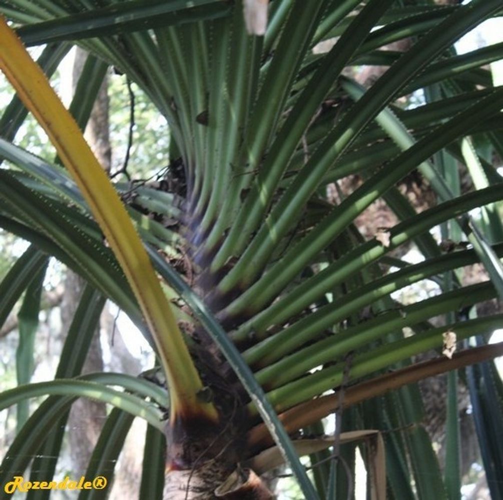 Detail image, , Harry P Leu Gardens, United States, 2016-11-15, Pandanus furcatus - Himalayan srew pine