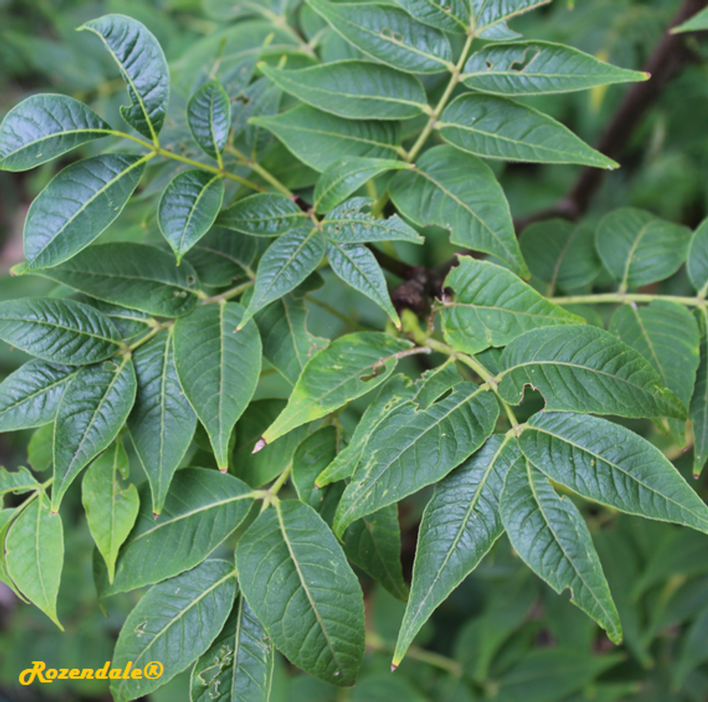 Detail image, , Utrecht, Netherlands, 2017-08-23, Phellodendron amurense - Amur cork