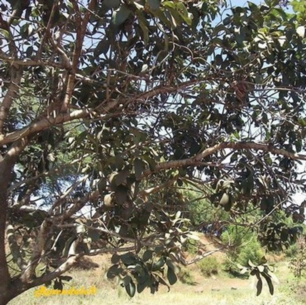 Detail image, , Igoji, Kenya, 2015-04-26, Piliostigma thonningii - Wild bauhinia
