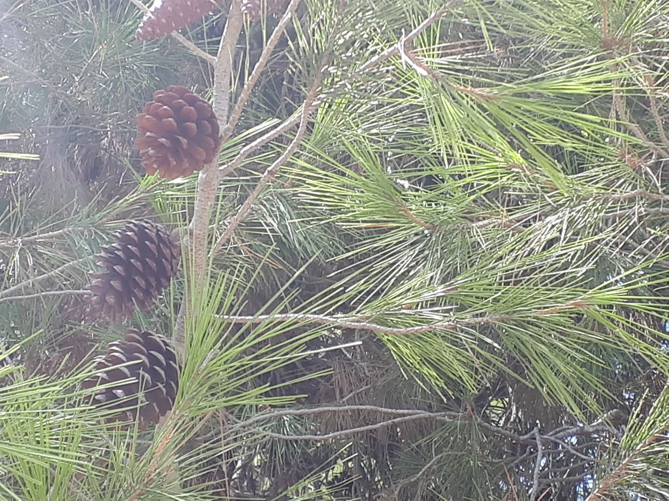 Detail image, , , , 2018-09-22, Pinus halepensis - Aleppo pine