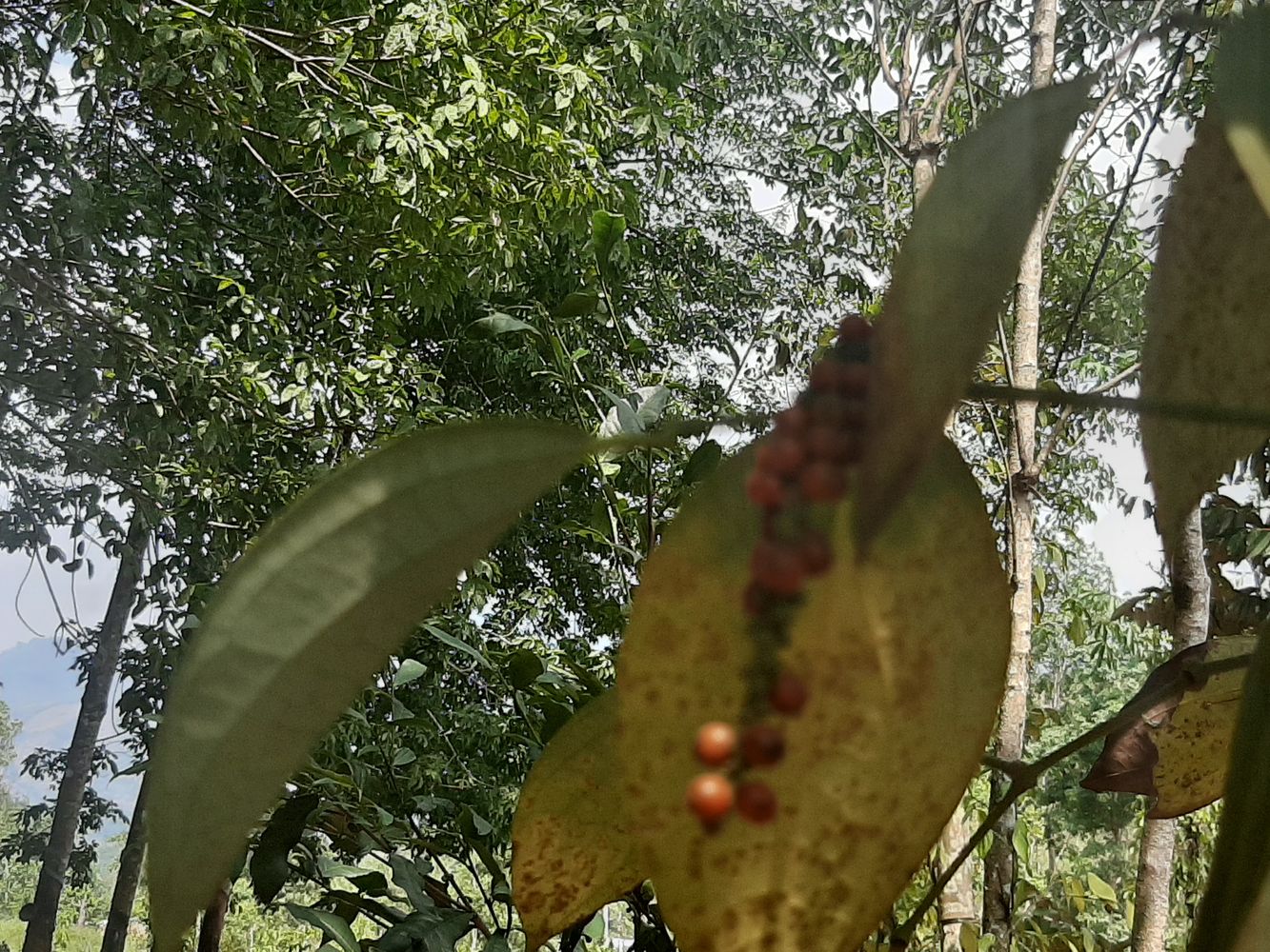 Detail image, , Duc Phu, Vietnam, 2020-03-11, Rhinacanthus nasutus - Snake jasmine
