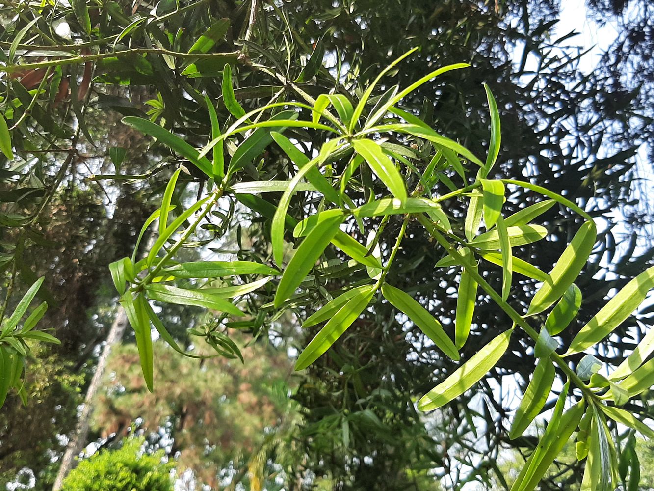 Detail image, , Saigon, Vietnam, 2020-03-17, Podocarpus chinensis - Chinese podocarpus