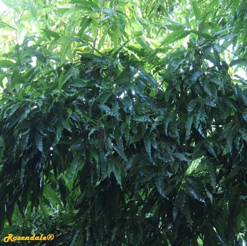 Detail image, , Coral Gables, United States, 2016-11-20, Polyalthia longifolia - False ashoka