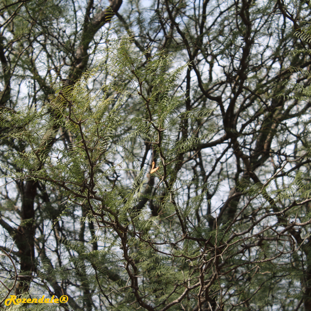 Detail image, , Jerusalem Botanic Garden, Israel, 2017-11-05, Prosopis chilensis - Chilean mesquite