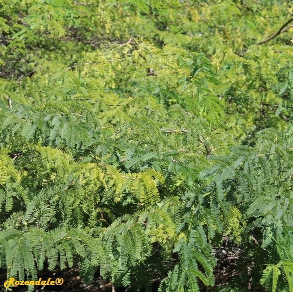 Detail image, , Coral Gables, United States, 2016-11-20, Prosopis juliflora - American ironwood mesquite