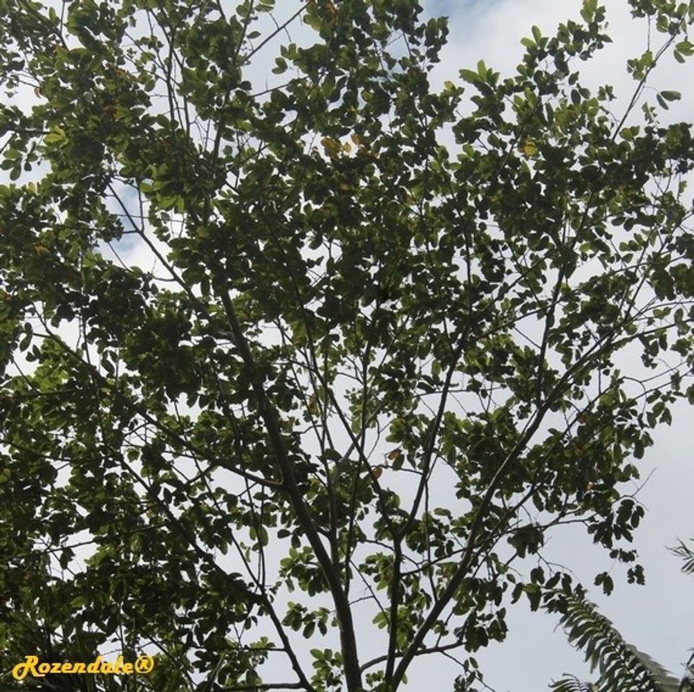 Detail image, , Coral Gables, United States, 2016-11-20, Pterocarpus officinalis - Dragonsblood tree