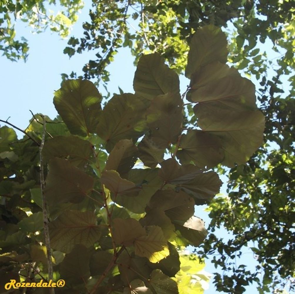 Detail image, , Coral Gables, United States, 2016-11-20, Pterospermum acerifolium - Bayur
