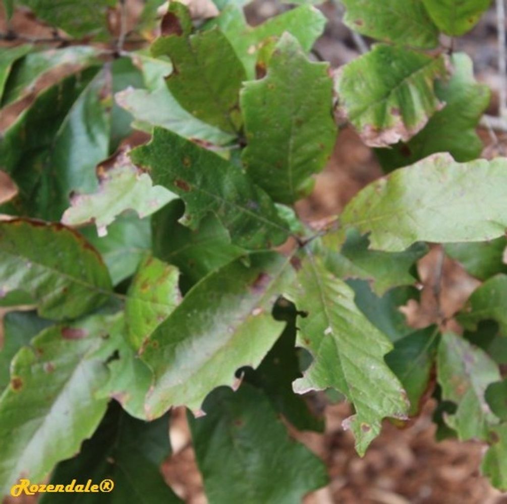 Detail image, , Harry P Leu Gardens, United States, 2016-11-15, Quercus falcata - Southern red oak