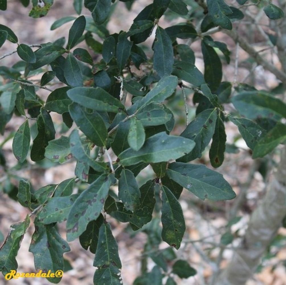 Detail image, , Harry P Leu Gardens, United States, 2016-11-15, Quercus minima - Dwarf live oak