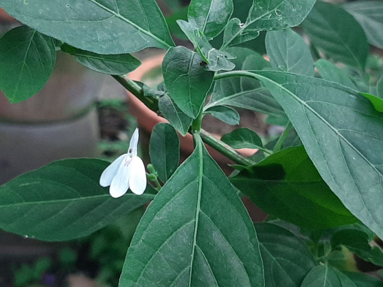 Detail image, , Saigon, Vietnam, 2020-03-17, Rhinacanthus nasutus - Snake jasmine