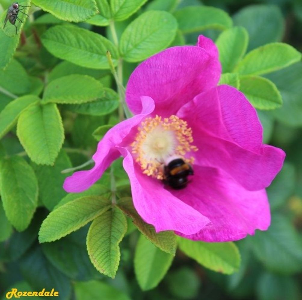 Detail image, , Horticus Leiden, Netherlands, 2017-08-17, Rosa rugosa - Beach rose