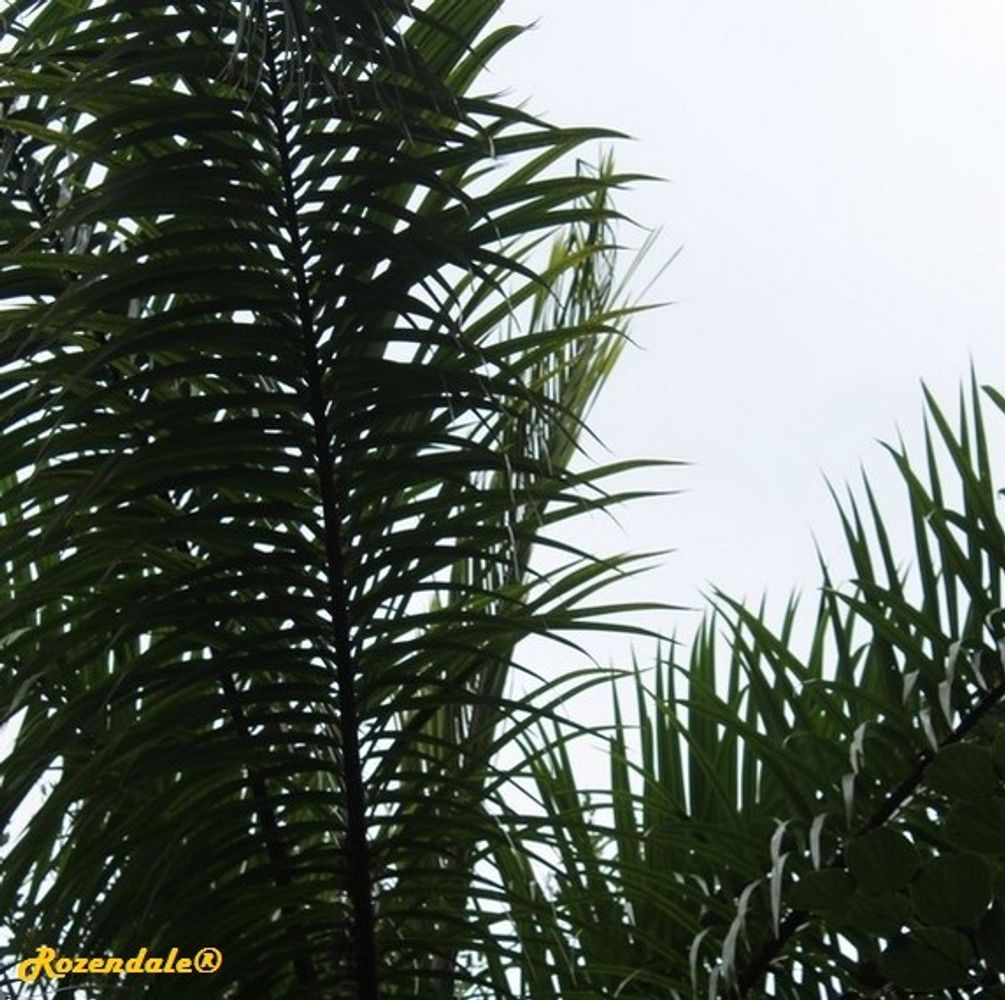Detail image, , Harry P Leu Gardens, United States, 2016-11-15, Roystonea oleracea - Caribbean royal palm
