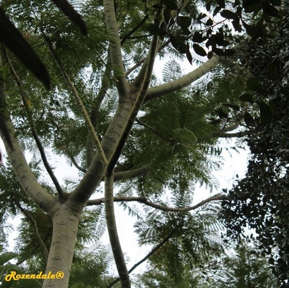 Detail image, , Harry P Leu Gardens, United States, 2016-11-15, Schizolobium parahybum - Brazilian fern tree