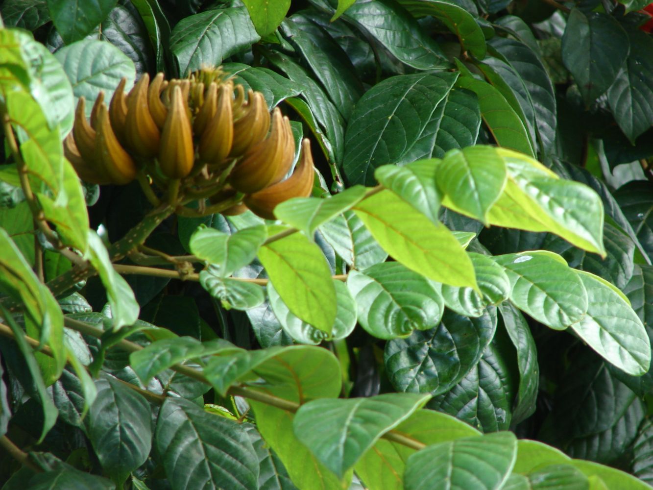 Detail image, Maarten Rozendale, Kihei, United States, 2007-01-22, Spathodea campanulata - Nandi flame
