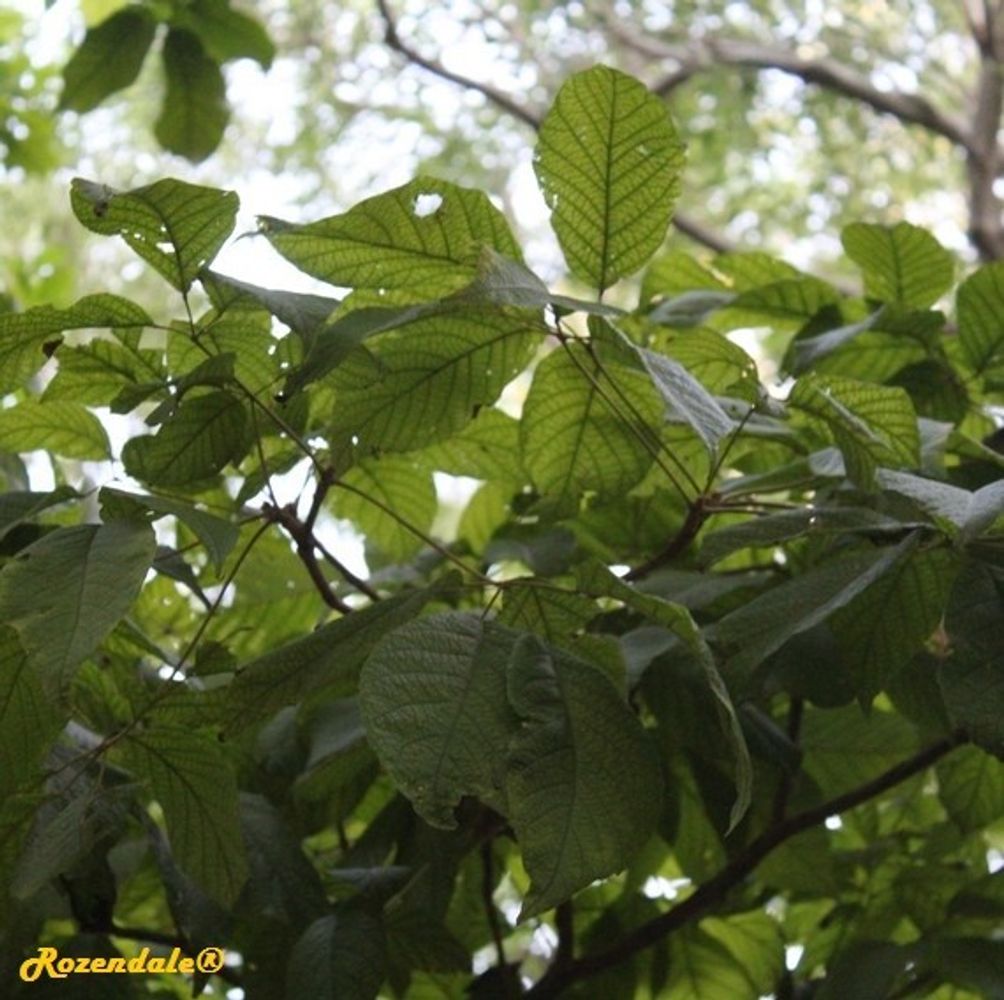 Detail image, , Coral Gables, United States, 2016-11-20, Tabebuia chrysantha - Araguaney