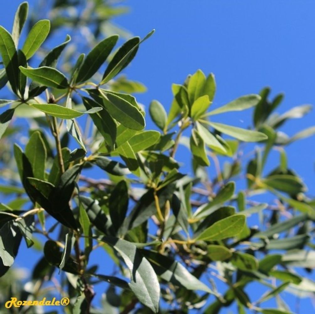 Detail image, , Coral Gables, United States, 2016-11-20, Tabebuia riparia - White Tabebuia
