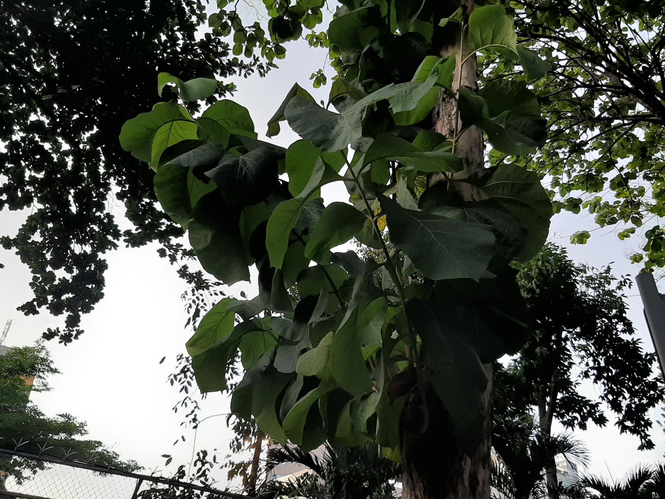 Detail image, Maarten Rozendale, Saigon, Vietnam, 2020-04-17, Tectona grandis - Teak