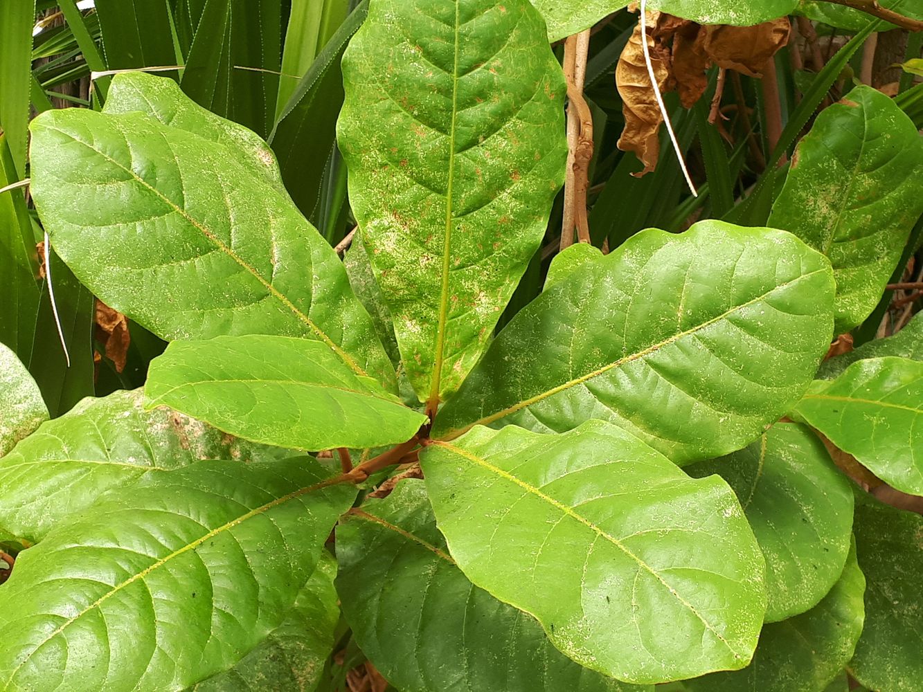 Detail image, , , , 2018-09-22, Terminalia catappa - Malabar-almond